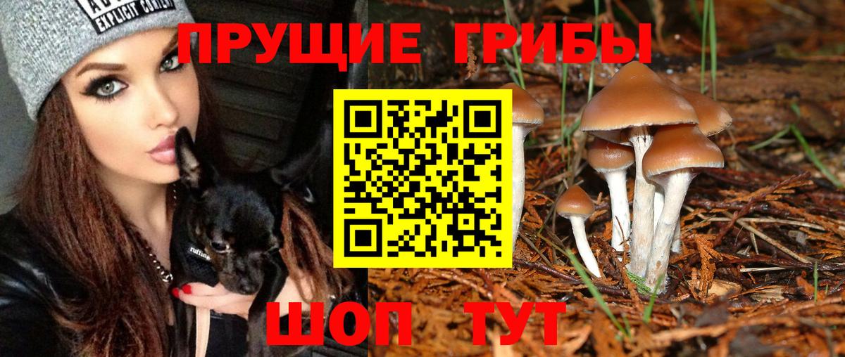 Киселёвск  Псилоцибиновые грибы Psilocybe  Вход с VPN 